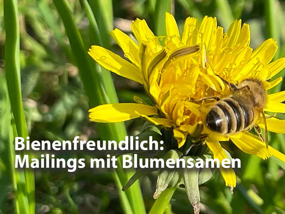 Mailings mit Samentütchen und Blumensamen